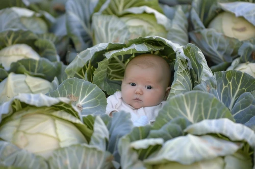 Baby in a cabbage patch by Midjourney